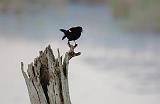 Red-winged Blackbird_00705